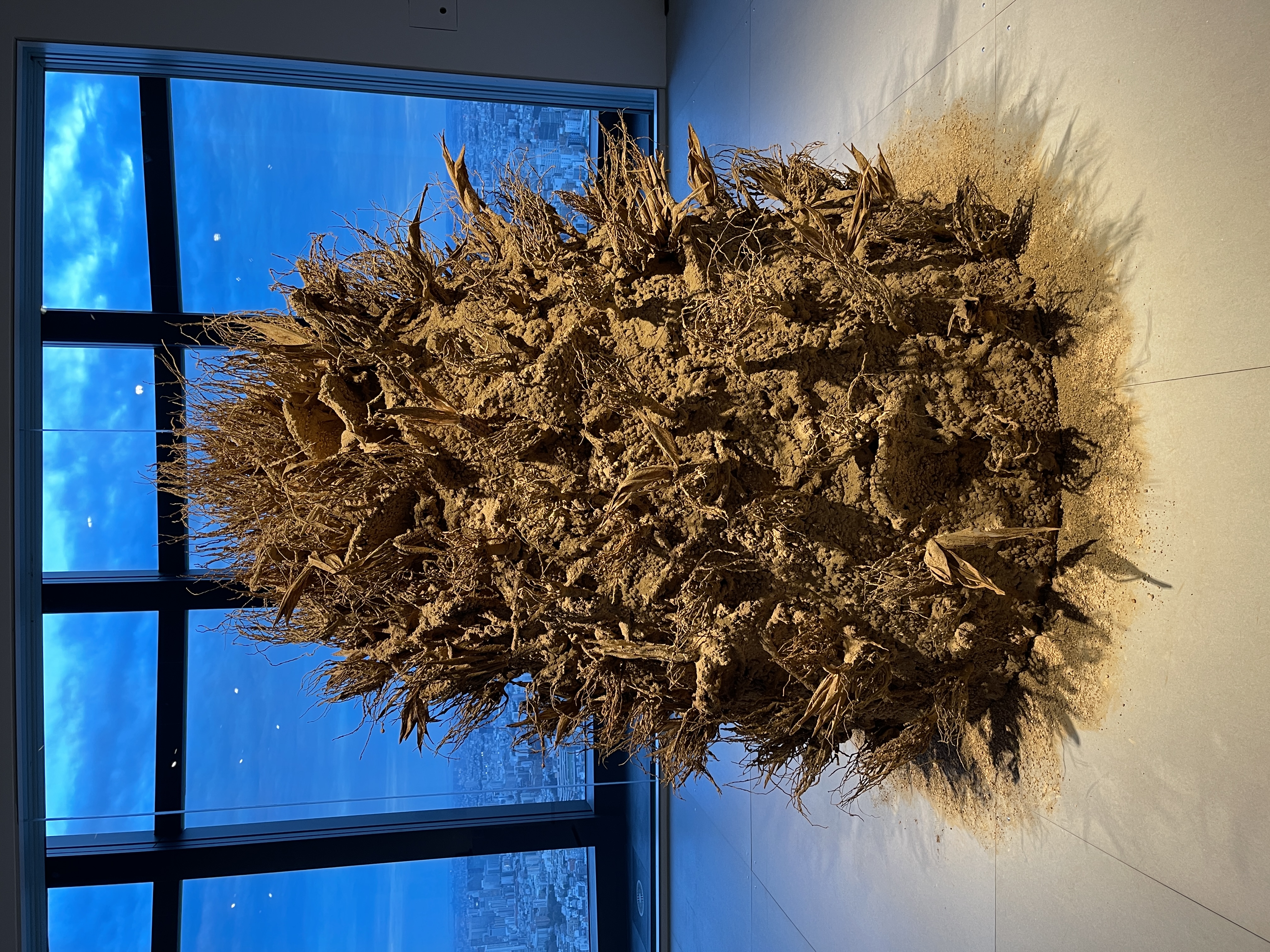 発芽する？プリーズ！ 1